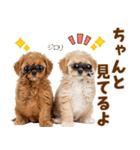 毎日使える！感情豊かで可愛いトイプードル（個別スタンプ：23）