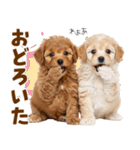 毎日使える！感情豊かで可愛いトイプードル（個別スタンプ：24）