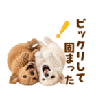 毎日使える！感情豊かで可愛いトイプードル（個別スタンプ：25）