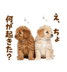 毎日使える！感情豊かで可愛いトイプードル（個別スタンプ：26）