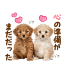 毎日使える！感情豊かで可愛いトイプードル（個別スタンプ：27）