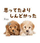 毎日使える！感情豊かで可愛いトイプードル（個別スタンプ：29）