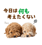 毎日使える！感情豊かで可愛いトイプードル（個別スタンプ：30）