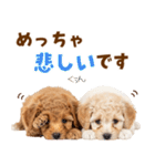 毎日使える！感情豊かで可愛いトイプードル（個別スタンプ：31）