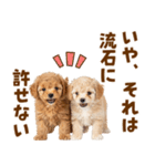 毎日使える！感情豊かで可愛いトイプードル（個別スタンプ：32）