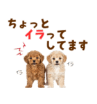 毎日使える！感情豊かで可愛いトイプードル（個別スタンプ：33）