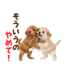 毎日使える！感情豊かで可愛いトイプードル（個別スタンプ：34）