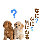 毎日使える！感情豊かで可愛いトイプードル（個別スタンプ：35）