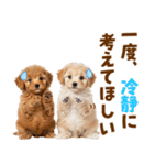 毎日使える！感情豊かで可愛いトイプードル（個別スタンプ：36）