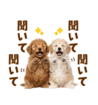 毎日使える！感情豊かで可愛いトイプードル（個別スタンプ：38）