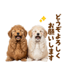 毎日使える！感情豊かで可愛いトイプードル（個別スタンプ：39）