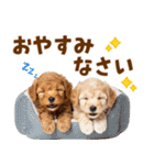 毎日使える！感情豊かで可愛いトイプードル（個別スタンプ：40）