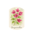 8月の花シリーズ:August Flowers（個別スタンプ：5）
