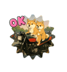 芝犬がバイクで2匹乗り！（個別スタンプ：2）