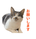 うずめの毎日4（個別スタンプ：1）