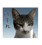 うずめの毎日4（個別スタンプ：9）
