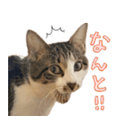 うずめの毎日4（個別スタンプ：11）