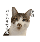 うずめの毎日4（個別スタンプ：14）