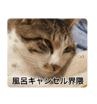 うずめの毎日4（個別スタンプ：16）