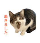 うずめの毎日4（個別スタンプ：20）