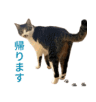 うずめの毎日4（個別スタンプ：33）
