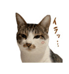 うずめの毎日4（個別スタンプ：34）