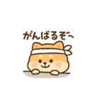 会計士試験 答練B判定 ポメラニアン（個別スタンプ：3）