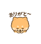 会計士試験 答練B判定 ポメラニアン（個別スタンプ：4）