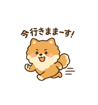 会計士試験 答練B判定 ポメラニアン（個別スタンプ：15）
