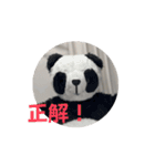 動く！着ぐるみサークルスタンプ2（個別スタンプ：3）
