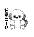 B＆W 動くシーズー犬 2025 「ダイエット」（個別スタンプ：8）