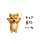 踊る豆柴と♡韓国語でおしゃべり（個別スタンプ：3）