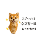 踊る豆柴と♡韓国語でおしゃべり（個別スタンプ：9）