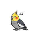 歌うのが好きなオカメインコのスタンプ（個別スタンプ：3）
