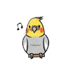 歌うのが好きなオカメインコのスタンプ（個別スタンプ：7）