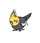 歌うのが好きなオカメインコのスタンプ（個別スタンプ：9）