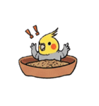 歌うのが好きなオカメインコのスタンプ（個別スタンプ：10）