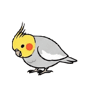歌うのが好きなオカメインコのスタンプ（個別スタンプ：11）