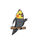 歌うのが好きなオカメインコのスタンプ（個別スタンプ：14）