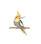 歌うのが好きなオカメインコのスタンプ（個別スタンプ：24）