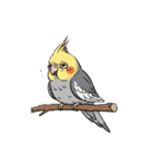 歌うのが好きなオカメインコのスタンプ（個別スタンプ：26）