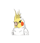 歌うのが好きなオカメインコのスタンプ（個別スタンプ：27）