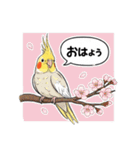 歌うのが好きなオカメインコのスタンプ（個別スタンプ：28）