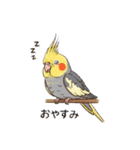 歌うのが好きなオカメインコのスタンプ（個別スタンプ：29）