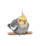 歌うのが好きなオカメインコのスタンプ（個別スタンプ：33）