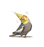 歌うのが好きなオカメインコのスタンプ（個別スタンプ：34）