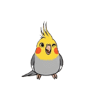 歌うのが好きなオカメインコのスタンプ（個別スタンプ：37）