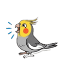 歌うのが好きなオカメインコのスタンプ（個別スタンプ：38）