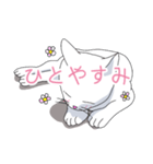 はらぺこおねだりねこ（個別スタンプ：38）