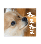 ポメラニアンのむうたん（個別スタンプ：1）